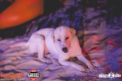 GREEDZ Beach Party ที่ FINALE BAR, เกาะเสม็ด (Album 2) — photo 46