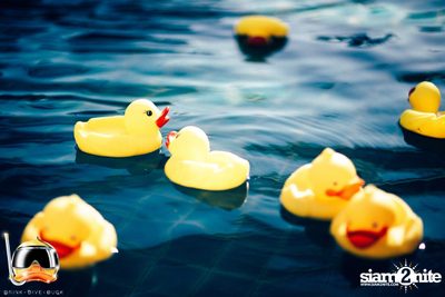 Drink Dive Duck - Bikini Pool Party 2015 (Album 1) — photo 19