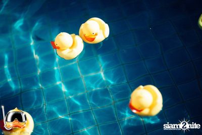 Drink Dive Duck - Bikini Pool Party 2015 (Album 1) — photo 21