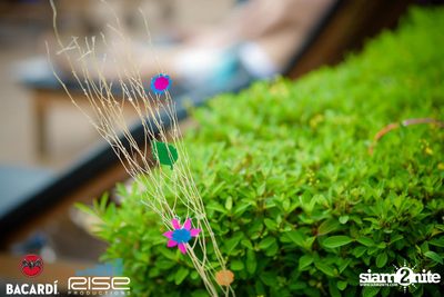 Flower Power Pool Party at Radisson Blu Plaza — photo 26