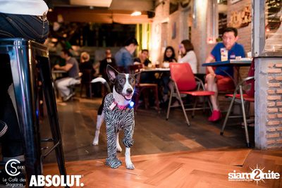 The Halloween Party at Le Café des Stagiaires - Bangkok — photo 93