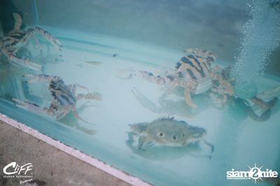 Saturday Night Pool Party at Cliff Seaview Restaurant — photo 8