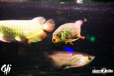 Funk Shui Friday: Ladies Night at CHi, Sukhumvit 13 — photo 97