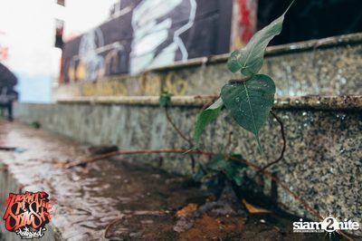 Meeting of Styles Thailand 2016 | Pattaya — photo 203