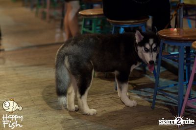 คืนวันศุกร์ ที่ร้าน แฮปปี้ ฟิช, เอเชีย ทีค เดอะ ริเวอร์ฟร้อนท์ — photo 38