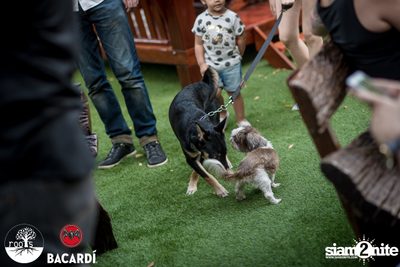 SUNDAZE ที่ Roots | K-Village — photo 47