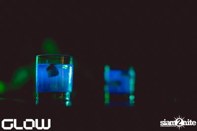 Bushwacka! at Glow — photo 98