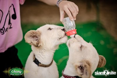 Chang Music Connection นำเสนอ Nanglen Festival 2 — photo 19