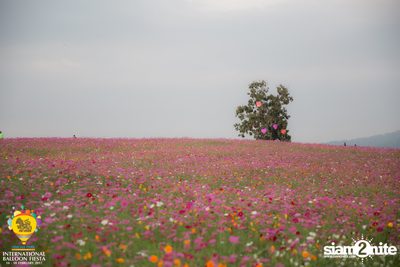 International Balloon Fiesta ที่ ลานสิงห์ปาร์ค เชียงราย (วันที่ 2) — photo 80