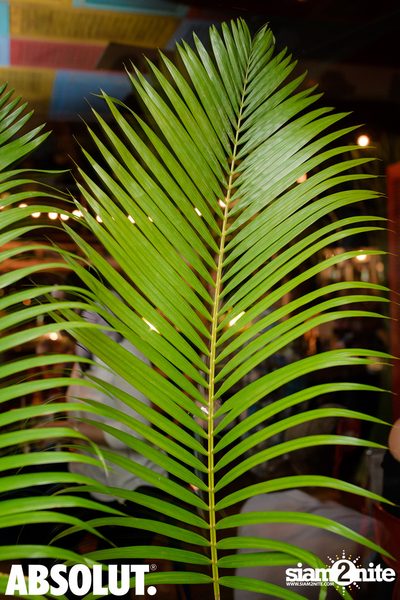 Tiki Garden at Revolucion Cocktail  — photo 55