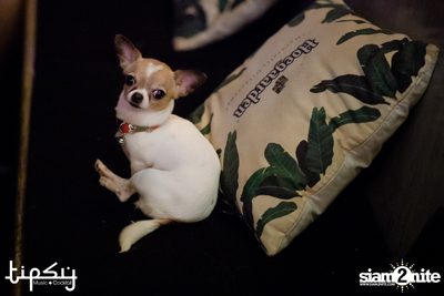 Tipsy Vintage Night with Two Popetorn at Tipsy Bkk — photo 77