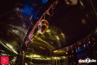 Monster's Ball ที่ เซ ลา วี — photo 10