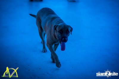 Dropzone Festival Bangkok 2018 (อัลบั้มที่ 5 วันที่ 2) — photo 40