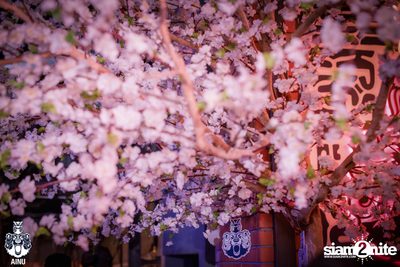 3rd Anniversary with Klear at AINU Bar — photo 82
