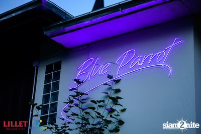 Backyard BBQ Party at Blue Parrot — photo 15