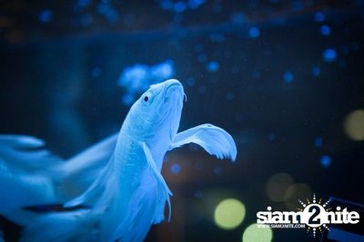 Heineken presents Sensation Thailand (Album 2 of 6) — photo 26
