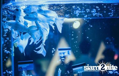 Heineken presents Sensation Thailand (Album 4 of 6) — photo 38