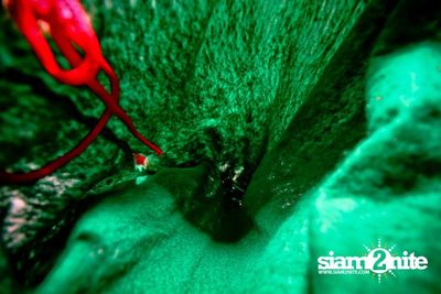 Suk 11 Santa Crawls — photo 84